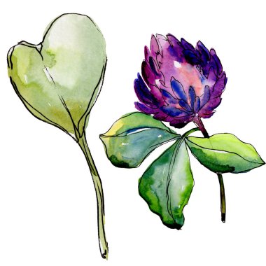 Kır çiçeği yonca çiçek izole bir suluboya tarzında. 