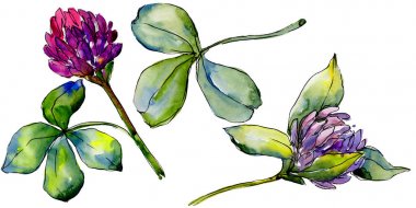 Kır çiçeği yonca çiçek izole bir suluboya tarzında. 