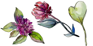 Kır çiçeği yonca çiçek izole bir suluboya tarzında. 