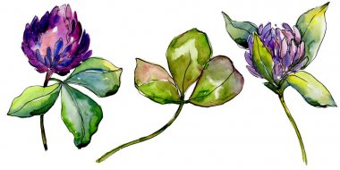 Kır çiçeği yonca çiçek izole bir suluboya tarzında. 