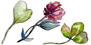 Kır çiçeği yonca çiçek izole bir suluboya tarzında. 