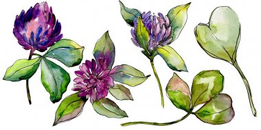 Kır çiçeği yonca çiçek izole bir suluboya tarzında. 