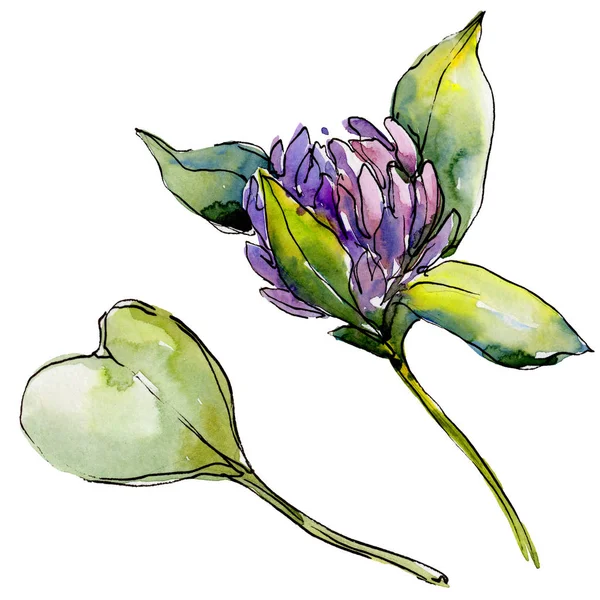 Wildflower klöver blomman i akvarell stil isolerade. — Stockfoto