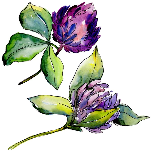 Kır çiçeği yonca çiçek izole bir suluboya tarzında. 