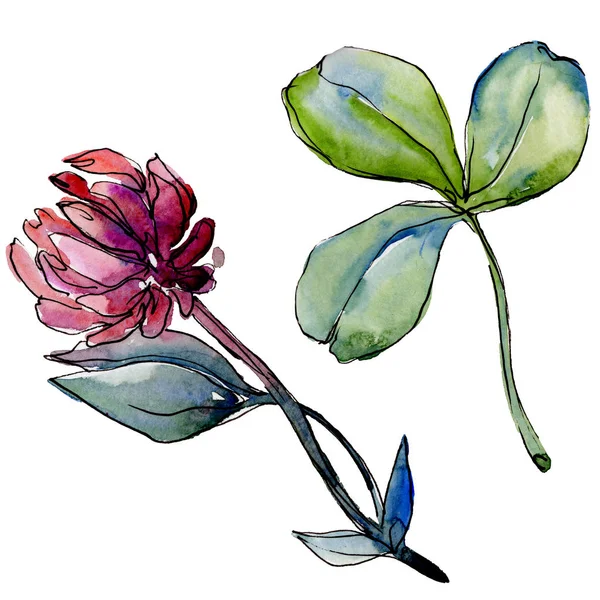 Kır çiçeği yonca çiçek izole bir suluboya tarzında. 