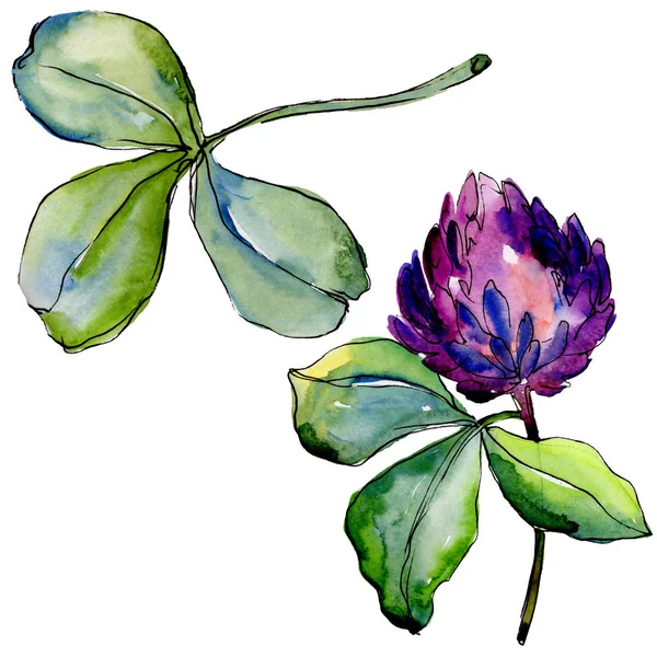 Wildflower clover flower in a watercolor style isolated. — Stock Photo, Image