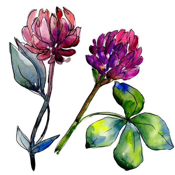 Wildflower klaver bloem in een aquarel stijl geïsoleerd. — Stockfoto
