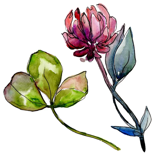 Kır çiçeği yonca çiçek izole bir suluboya tarzında. 