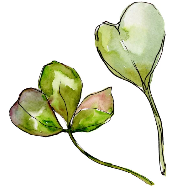 Wildflower clover flower in a watercolor style isolated. — Stock Photo, Image