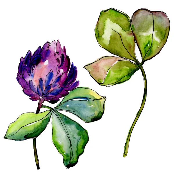 Kır çiçeği yonca çiçek izole bir suluboya tarzında. 