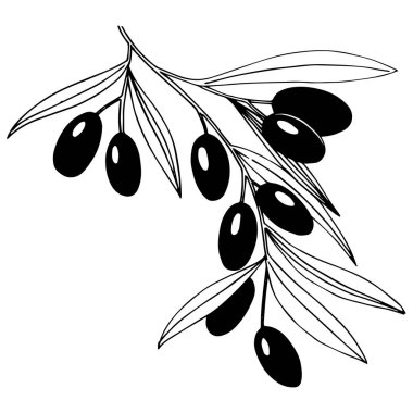 Zeytin ağacı izole bir vektör tarzı.