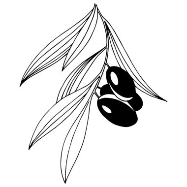 Zeytin ağacı izole bir vektör tarzı.