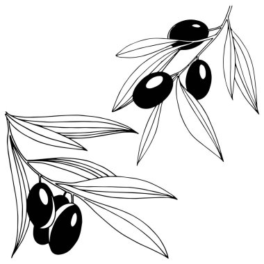 Zeytin ağacı izole bir vektör tarzı.