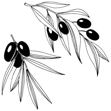 Zeytin ağacı izole bir vektör tarzı.