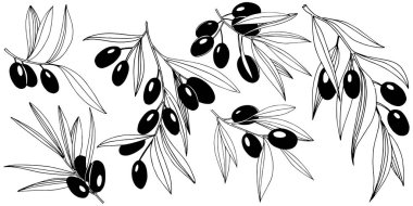 Zeytin ağacı izole bir vektör tarzı.