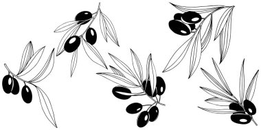 Zeytin ağacı izole bir vektör tarzı.