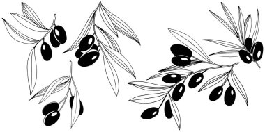 Zeytin ağacı izole bir vektör tarzı.