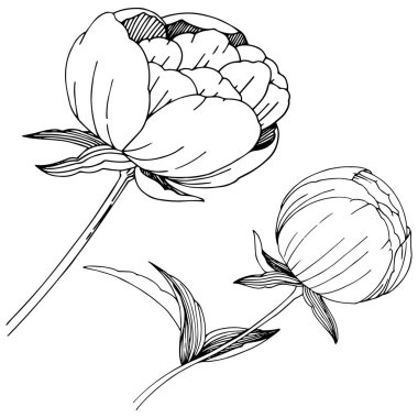 Kır çiçeği peonies çiçek izole bir vektör tarzı.