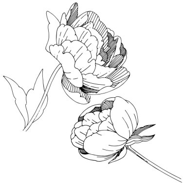 Kır çiçeği peonies çiçek izole bir vektör tarzı.