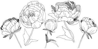 Kır çiçeği peonies çiçek izole bir vektör tarzı.