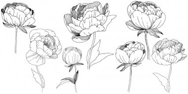 Kır çiçeği peonies çiçek izole bir vektör tarzı.