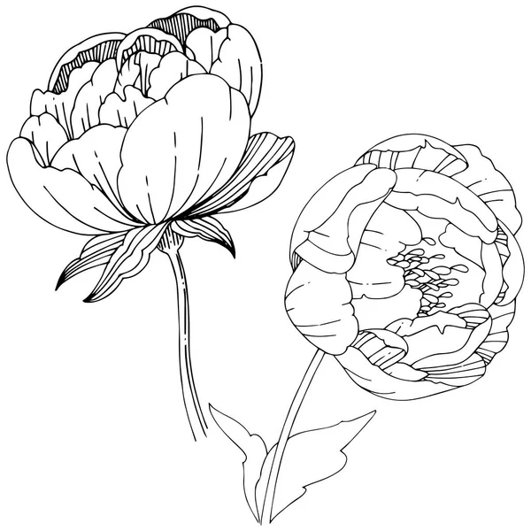 分離ベクトル スタイルでワイルドフラワー牡丹の花. — ストックベクタ