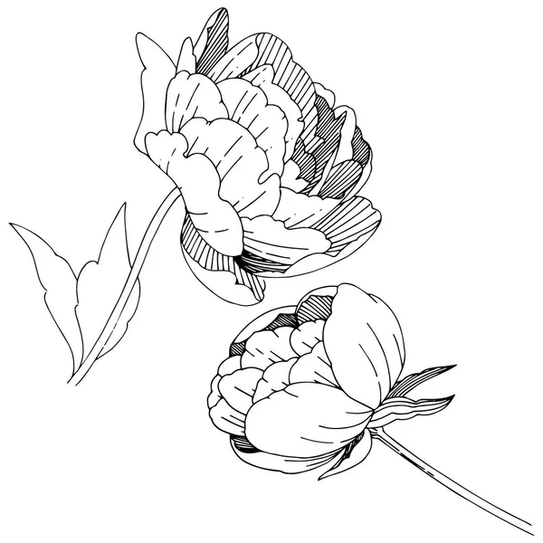 Las peonías silvestres florecen en un estilo vectorial aislado . — Archivo Imágenes Vectoriales