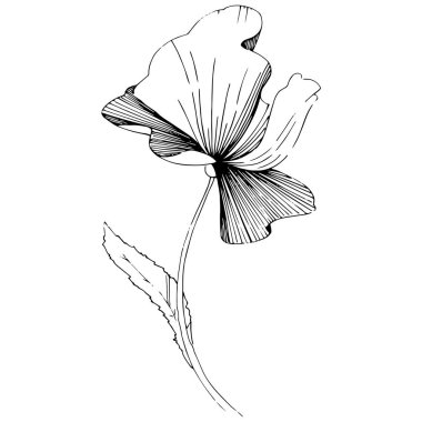 Kır çiçeği haşhaş çiçek izole bir vektör tarzı.