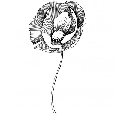 Kır çiçeği haşhaş çiçek izole bir vektör tarzı.