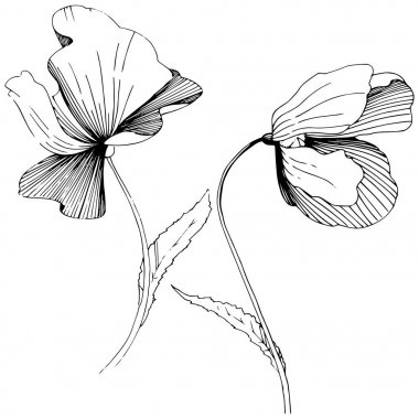 Kır çiçeği haşhaş çiçek izole bir vektör tarzı.