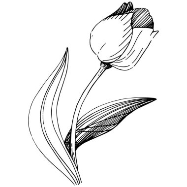 Kır çiçeği Lale çiçek izole bir vektör tarzı.