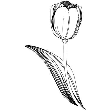 Kır çiçeği Lale çiçek izole bir vektör tarzı.