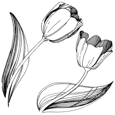 Kır çiçeği Lale çiçek izole bir vektör tarzı.