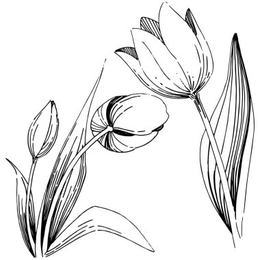 Kır çiçeği Lale çiçek izole bir vektör tarzı.