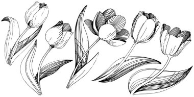 Kır çiçeği Lale çiçek izole bir vektör tarzı.