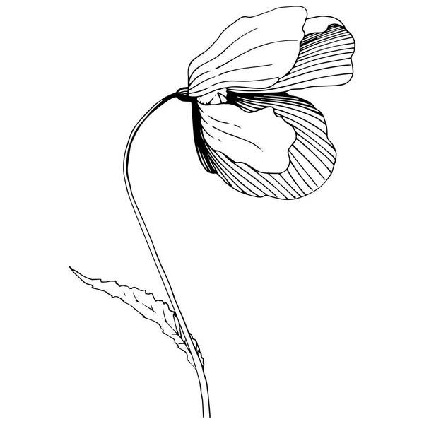 Ένα στυλ διάνυσμα απομονωμένη λουλούδι wildflower παπαρούνες. — Διανυσματικό Αρχείο