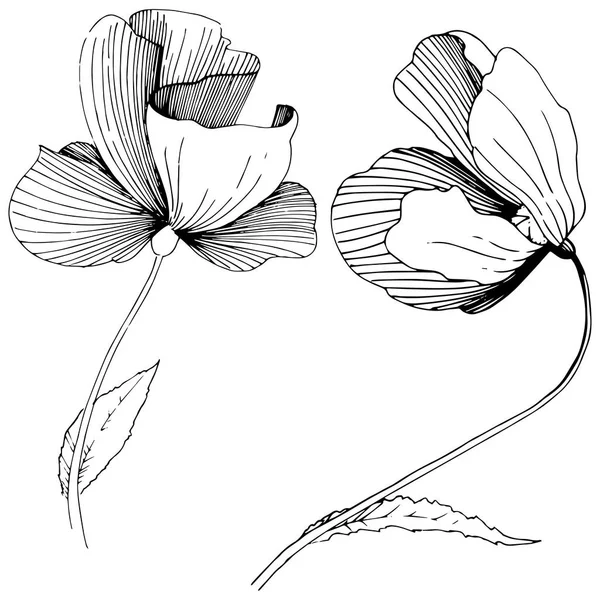 Wildflower papavers bloem in een vector stijl geïsoleerd. — Stockvector