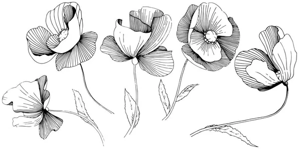 Wildflower papavers bloem in een vector stijl geïsoleerd. — Stockvector