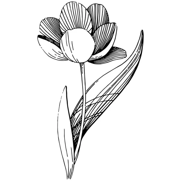 Flor de tulipa de flor silvestre em um estilo vetorial isolado . — Vetor de Stock