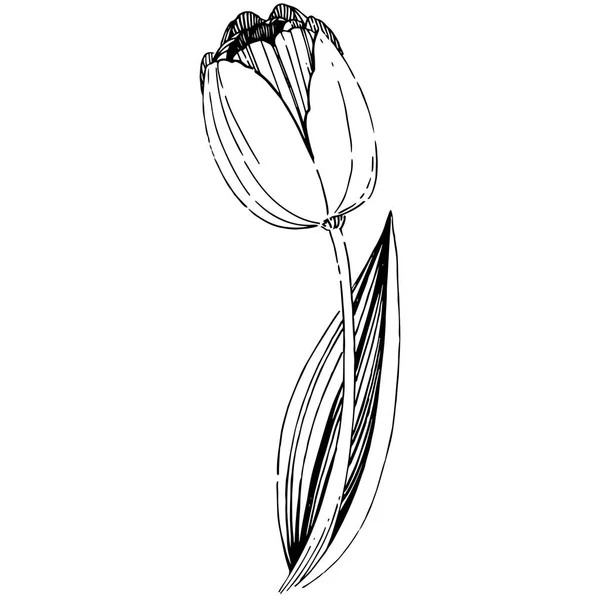 Fleur de tulipe de fleurs sauvages dans un style vectoriel isolé . — Image vectorielle