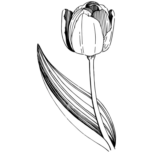 Vadvirág tulipán virág elszigetelt vektor stílusban. — Stock Vector