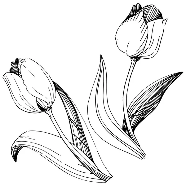 Fleur de tulipe de fleurs sauvages dans un style vectoriel isolé . — Image vectorielle