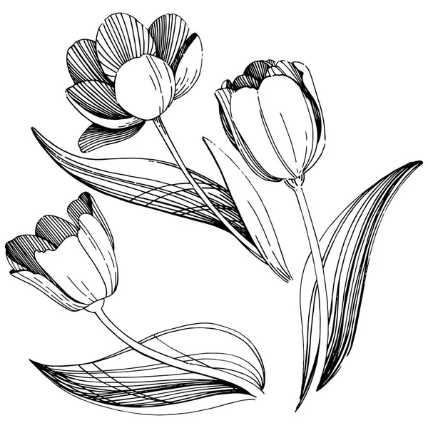 Flor de tulipán silvestre en un estilo vectorial aislado . — Vector de stock