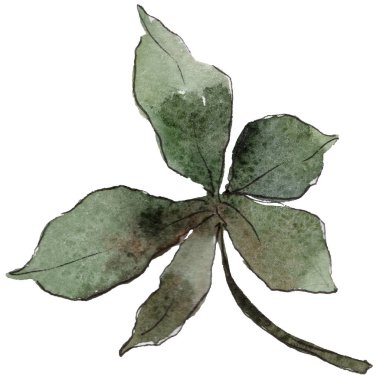 Kestane izole bir suluboya tarzında bırakır.