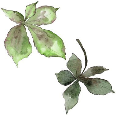 Kestane izole bir suluboya tarzında bırakır.