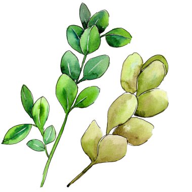 Yeşil Şimşir yaprak. Yaprak bitki botanik bahçe çiçek yaprakları.