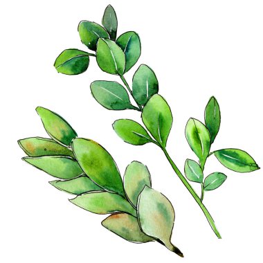 Yeşil Şimşir yaprak. Yaprak bitki botanik bahçe çiçek yaprakları.