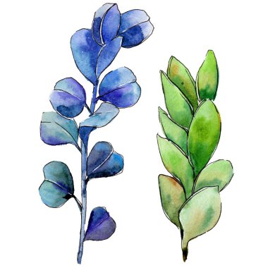 Yeşil Şimşir yaprak. Yaprak bitki botanik bahçe çiçek yaprakları.