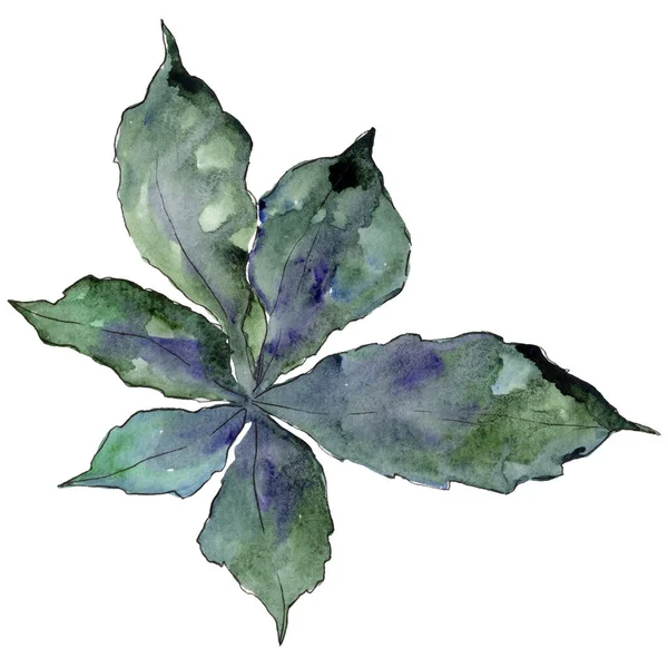 Folhas de castanha em um estilo aquarela isolado . — Fotografia de Stock