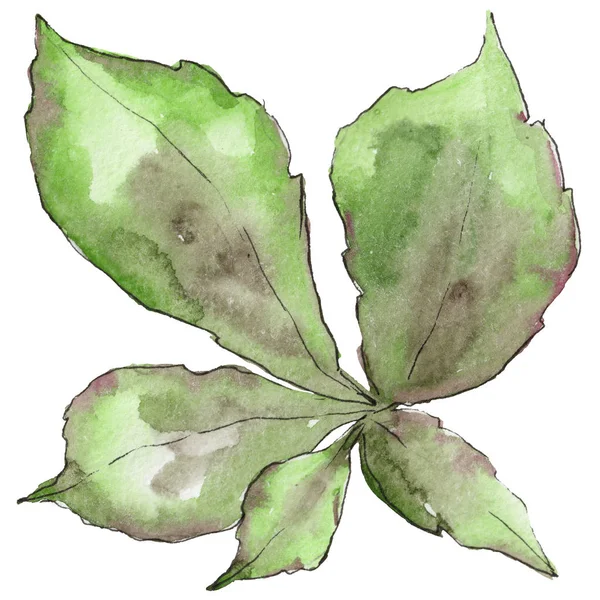 Folhas de castanha em um estilo aquarela isolado . — Fotografia de Stock